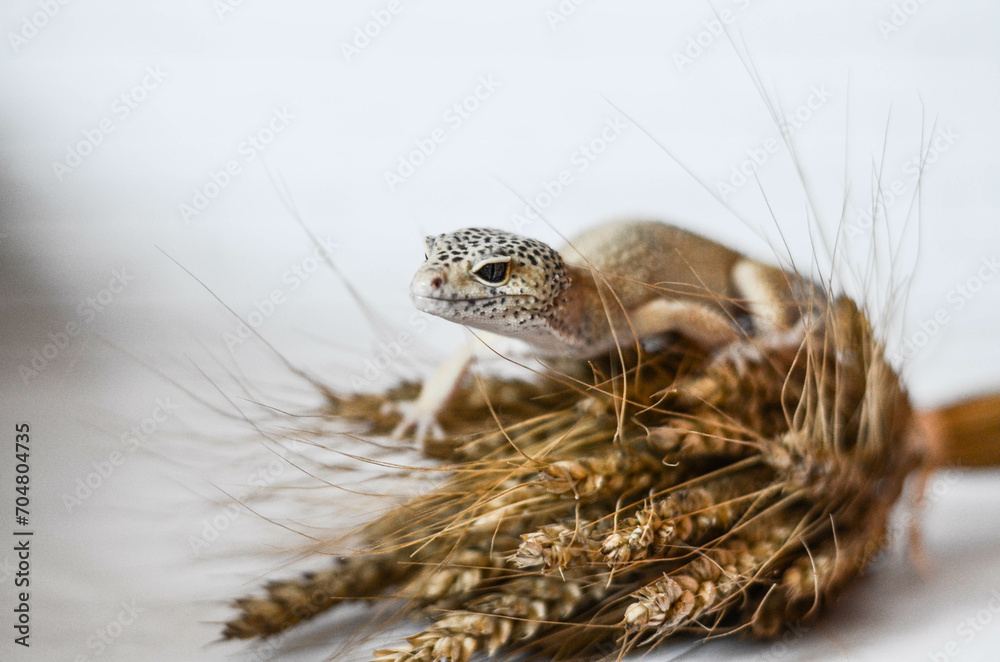 little leopard gecko posing for the camera
little leopard gecko posing for the camera