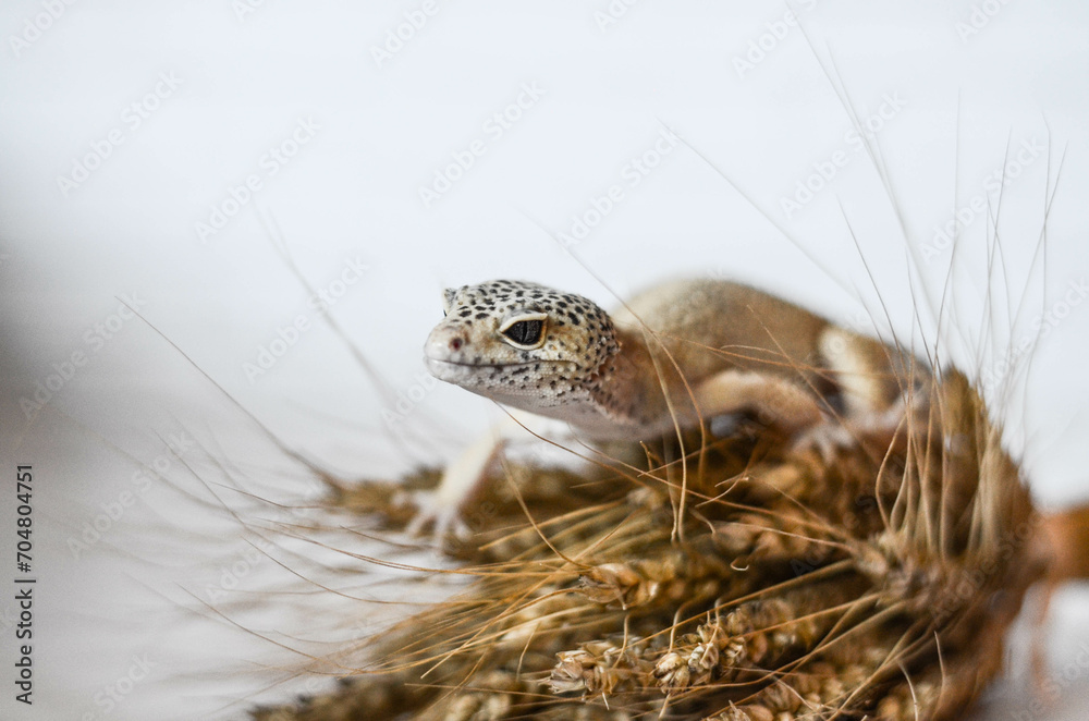Obraz premium little leopard gecko posing for the camera