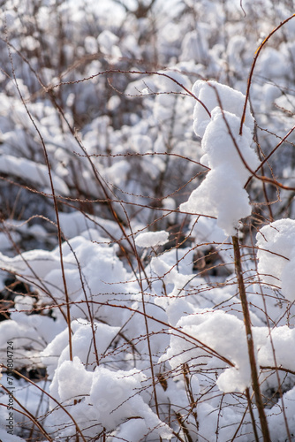 winter garden with snowy plants