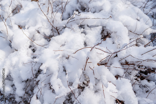 winter garden with snowy plants