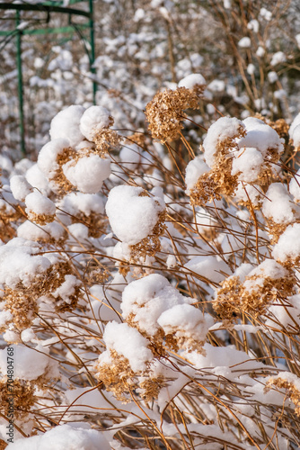 winter garden with snowy plants