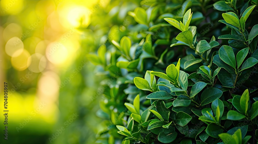 Fototapeta premium garden hedge trimming, manicured, green, 