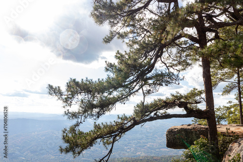 Fototapeta Naklejka Na Ścianę i Meble -  Pine tree on top of mountain at Phu Kradueng National Park