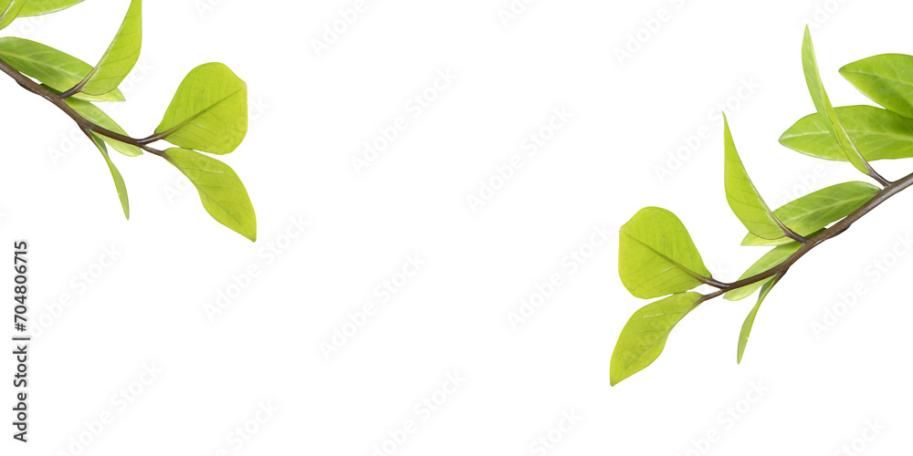 Green leaves, is shown against a white background and they are arranged in an alternating pattern along the branch. The leaves are a source of oxygen.