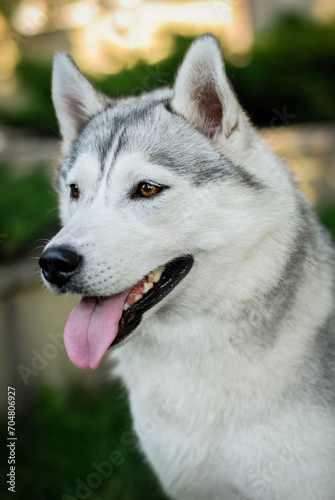 beautiful gray Siberian husky on a walk