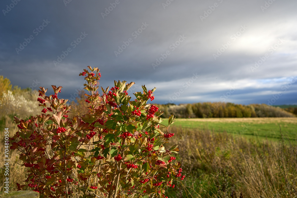 Vibrant autumn colors in East Lothian, Scotland, with picturesque sky and natural landscape.