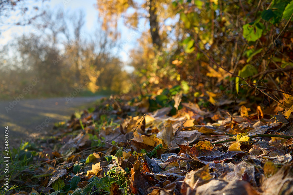 Autumn in East Lothian, Scotland brings vibrant colors to the woodland, creating a scenic and inviting atmosphere.