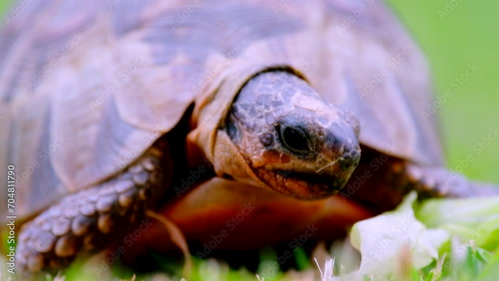 Angulate tortoise eating piece of lettuce on grass, low angle frontal close-up Angulate tortoise eating piece of lettuce on grass, low angle frontal close-up