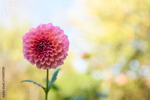 Pink runner dahlia. Pink dahlia flower.