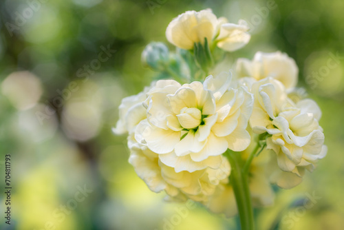 Matthiola incana, or commonly called Stock. Beautiful pastel creamy yellow double stock flowers, known to be highly scented. Matthiola background with shallow focus.