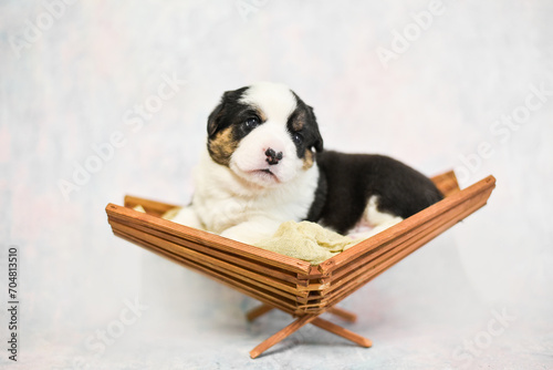  small corgi puppy lies on a wooden hammock