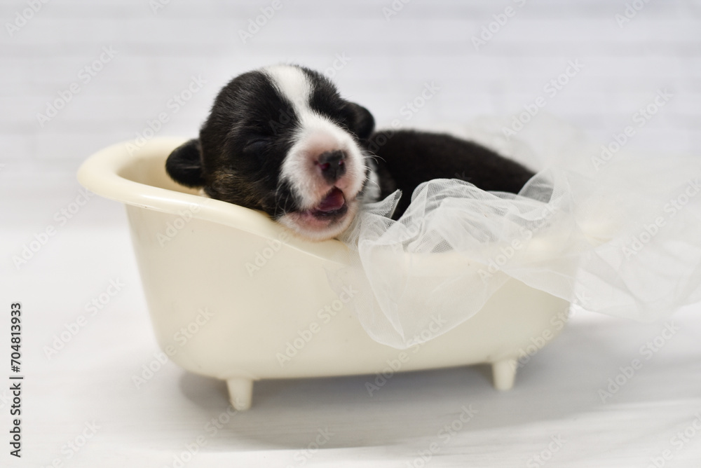 a small sleepy corgi puppy in a small bath with foam takes water procedures
a small sleepy corgi puppy in a small bath with foam takes water procedures