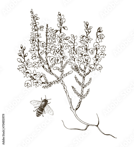 Hand drawn blooming heather and bee