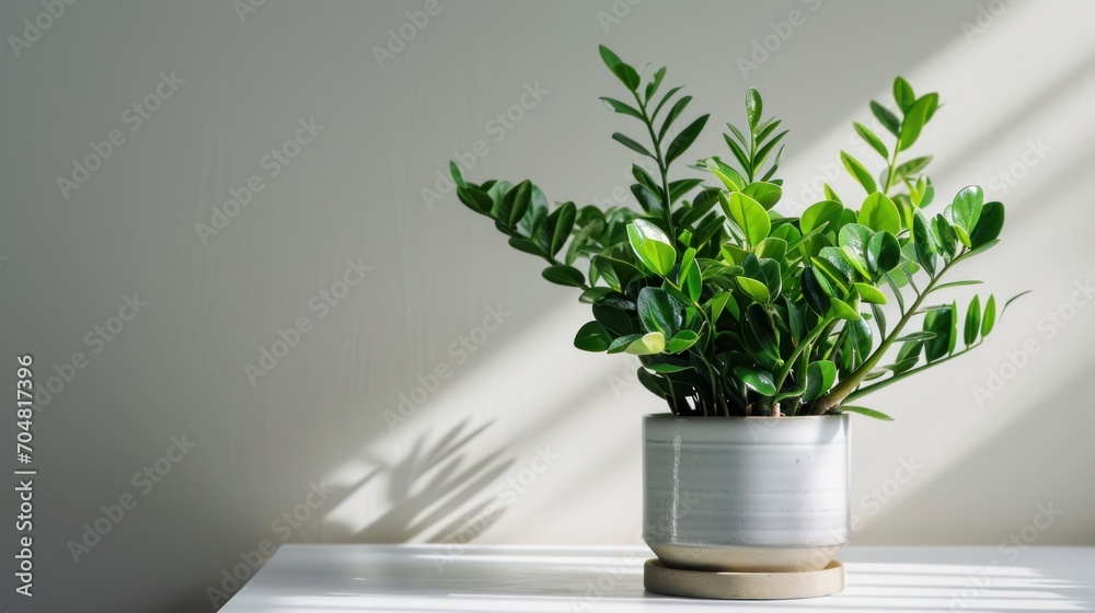 a potted plant sitting on top of a table next to a shadow of a person's shadow on the wall. a potted plant sitting on top of a table next to a shadow of a person's shadow on the wall.