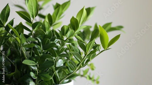  a close up of a potted plant with green leaves on the top of it and a white wall in the background.