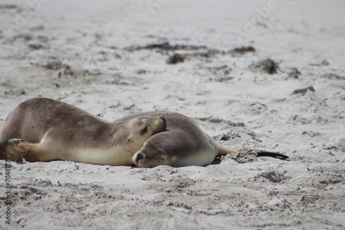 Two seals laying on a beach hugging