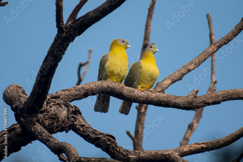 Close up of yellow footed green pigeon bird with use of selective focus perched on a tree branch photo