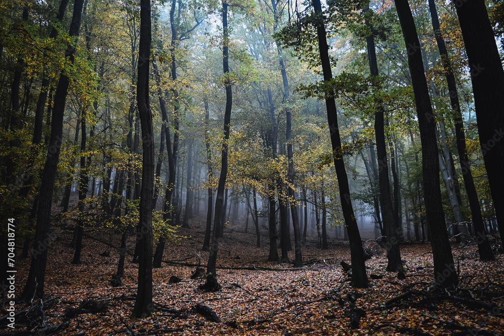 forest in autumn