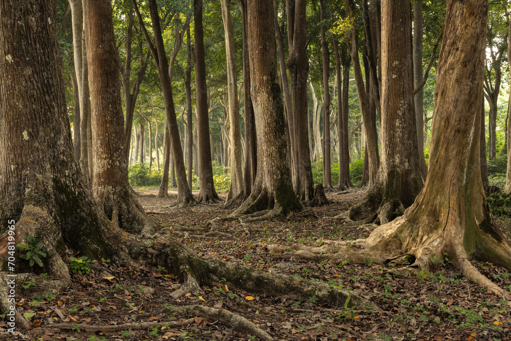 Huge tropical trees and roots in the magical, fairy tale forest at the edge of Radhanagar beach of Havelock island in Andaman and Nicobar archipelago Huge tropical trees and roots in the magical, fairy tale forest at the edge of Radhanagar beach of Havelock island in Andaman and Nicobar archipelago