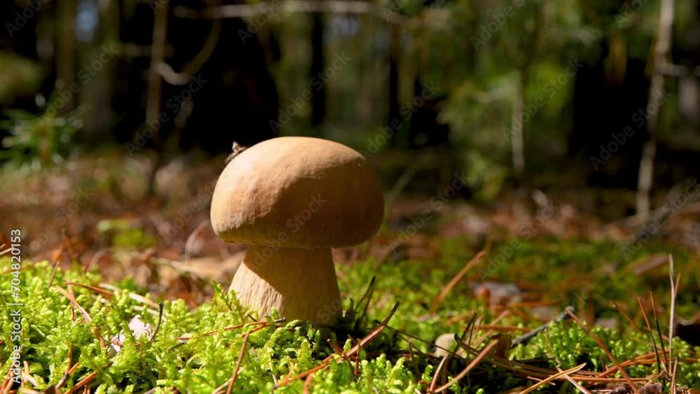 White mushroom in a pine autumn forest. Boletus Edulis. Edible mushroom, illuminated by the bright sun. Close-up. Soft focus. White mushroom in a pine autumn forest. Boletus Edulis. Edible mushroom, illuminated by the bright sun. Close-up. Soft focus.