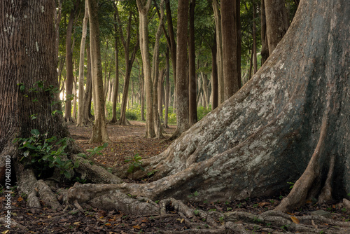 Huge tropical trees and roots in the magical, fairy tale forest at the edge of Radhanagar beach of Havelock island in Andaman and Nicobar archipelago © Vladimir