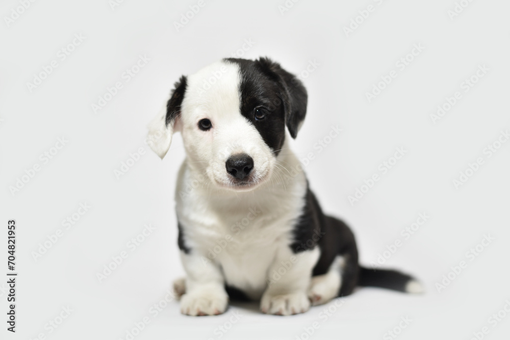 small Welsh Corgi Cardigan puppy on a white background smiling small Welsh Corgi Cardigan puppy on a white background smiling