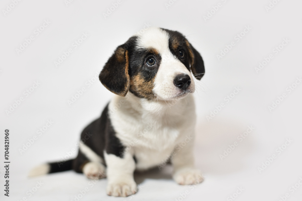 small Welsh Corgi Cardigan puppy on a white background smiling small Welsh Corgi Cardigan puppy on a white background smiling