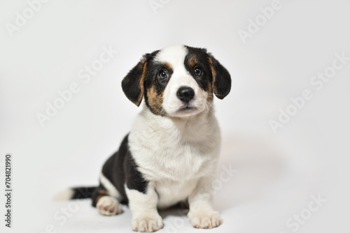 small Welsh Corgi Cardigan puppy on a white background smiling © Александрина Демидко