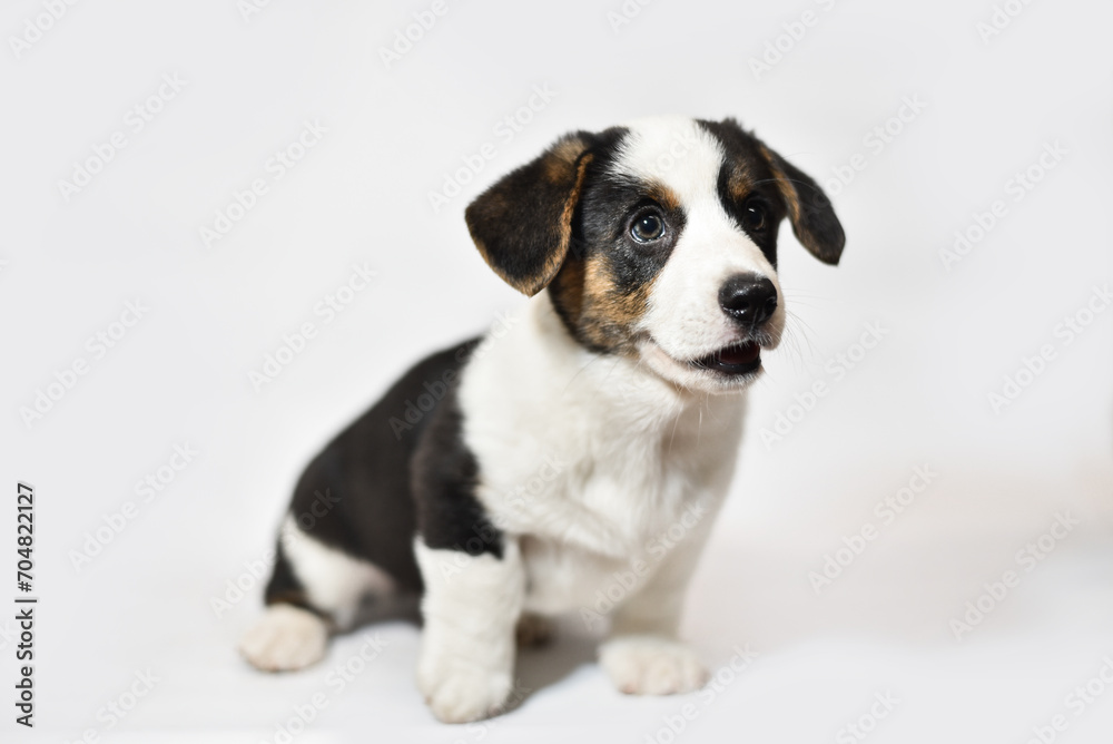 small Welsh Corgi Cardigan puppy on a white background smiling