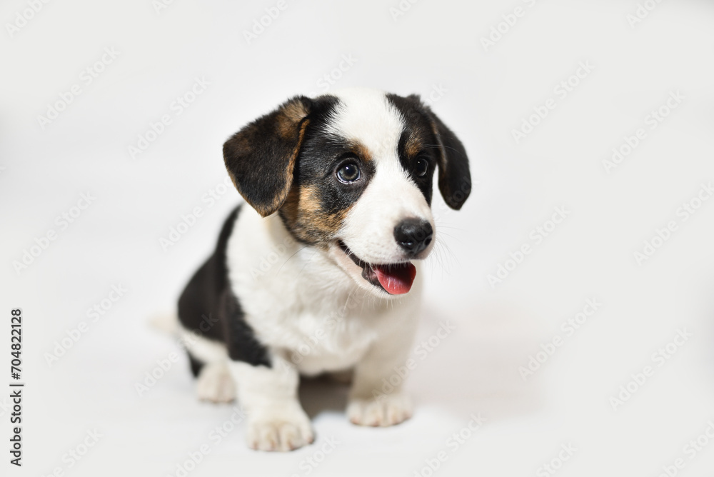 small Welsh Corgi Cardigan puppy on a white background smiling