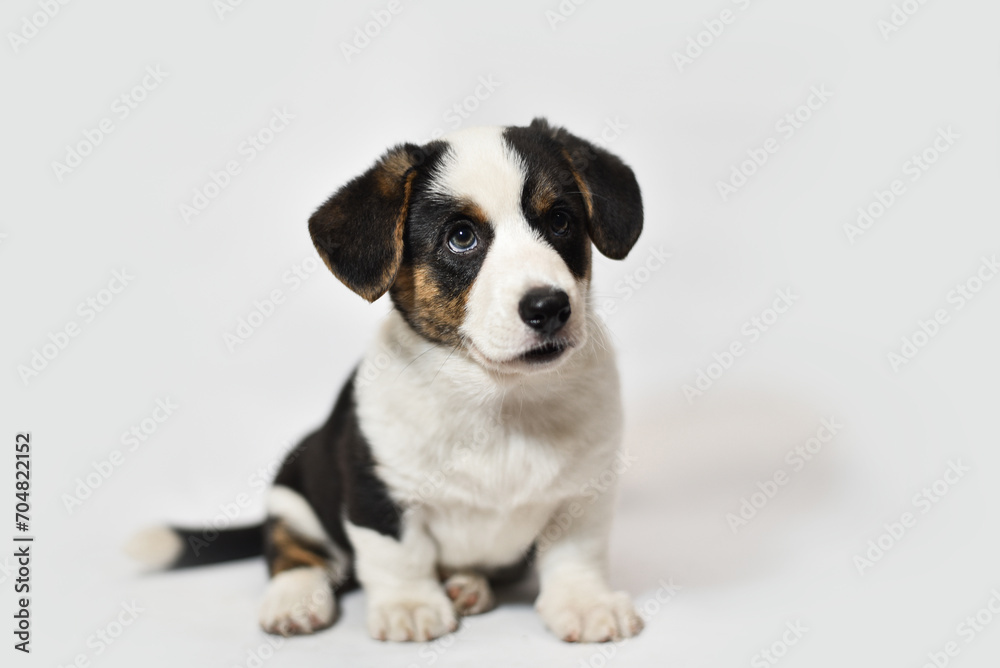 small Welsh Corgi Cardigan puppy on a white background smiling small Welsh Corgi Cardigan puppy on a white background smiling