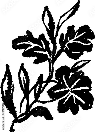 Botanical Handrawn
