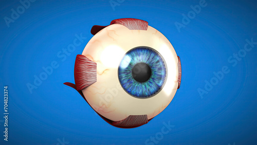 3D anatomical model of an Eye photo