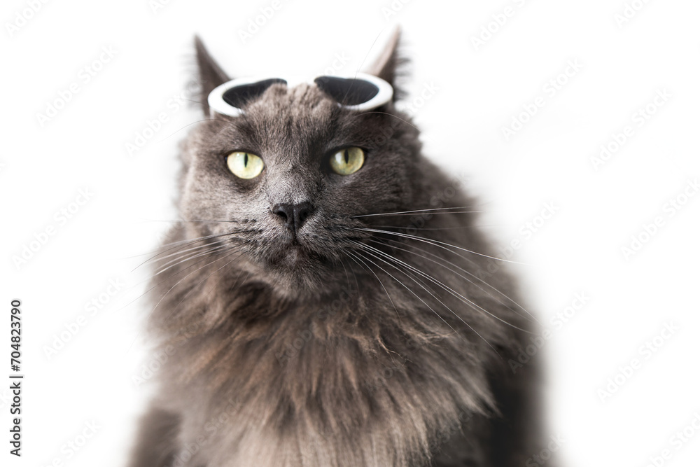Cute funny gray fluffy cCute funny gray fluffy cat sits with heart-shaped sunglasses on his head. Pets that look like humans. Valentine's Day