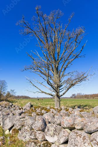 Leafless tree by a stone wall in the countryside at spring