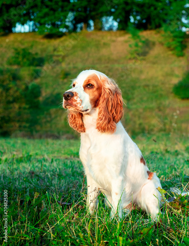 English cocker spaniel puppy sits on the grass. A white dog looks carefully ahead. Hunter. Training. The photo is blurred.