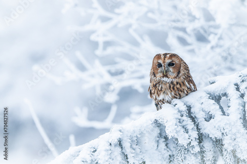Tableau sur toile The tawny owl perching on the branch in dream snowy country