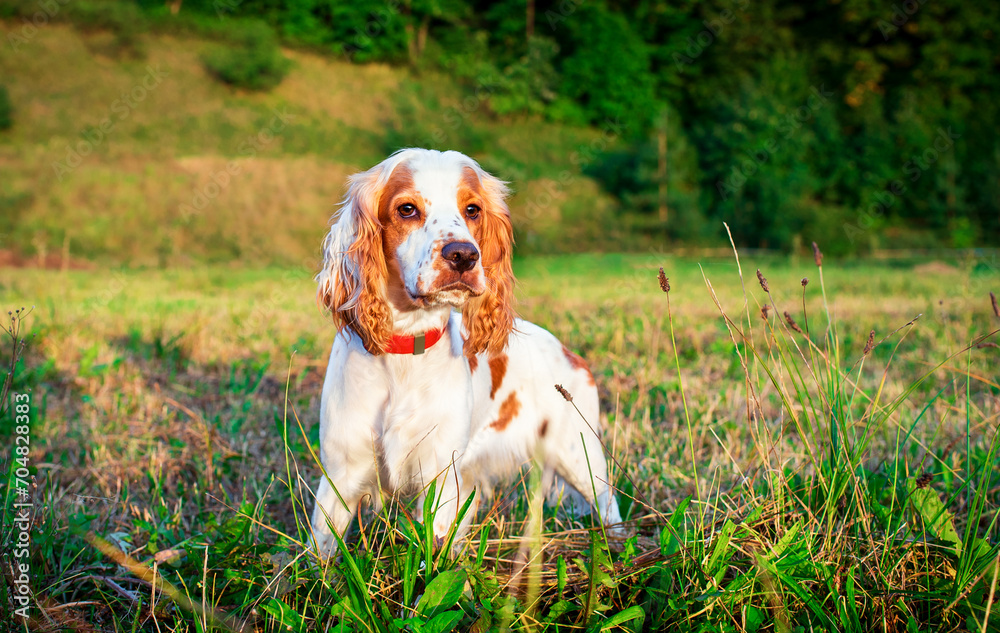 English cocker spaniel puppy standing sideways on green grass. The white dog has turned its head and is looking at something carefully. Hunter. Training. The photo is blurred.