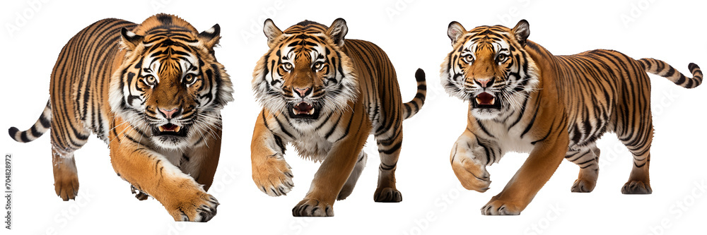 Collection of leaping tiger isolated on transparent background. Wild tiger that jumps and opens its mouth. Generative AI - obrazy, fototapety, plakaty 