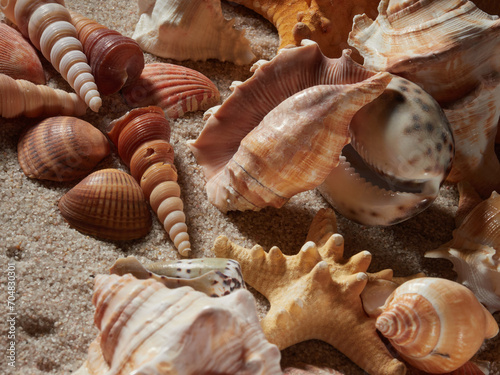 Seashell on clean sand of beach. Close up, beach sand texture. Beach sand texture in summer sun. banner 