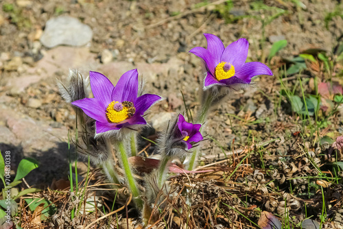 Blooming Haller's pasqueflowers - Pulsatilla halleri - with small cute bee on one of flower as a springtime background