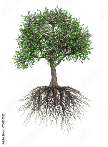 Isolated Tree With Roots - transparent PNG
