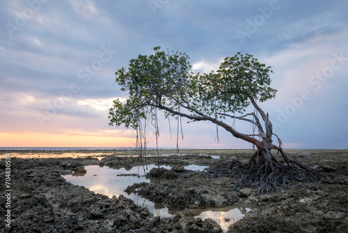 Scenic mangrove trees at the rocky coast of Neil or Swaraj dweep island in Andaan and Nicobar archipelago in the warm light of sunset photo
