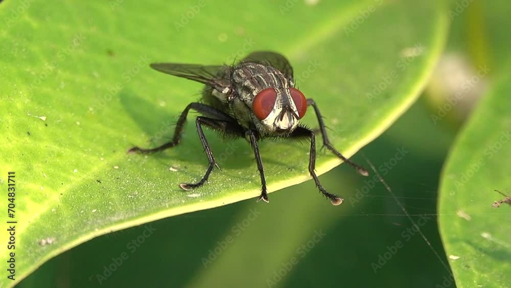 Close-up housefly standing on a leaf in the garden Close-up housefly standing on a leaf in the garden