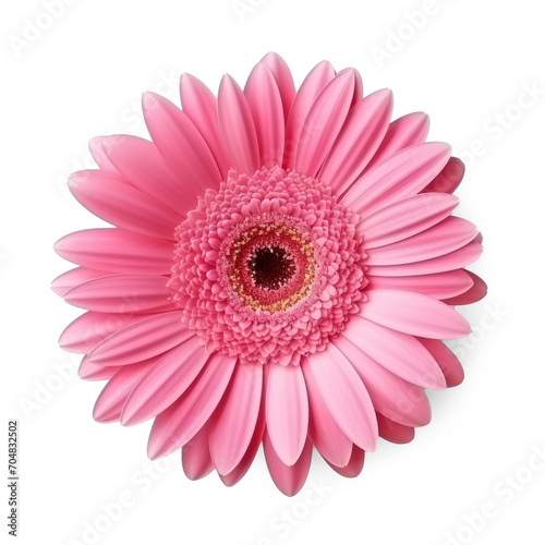 Photo realistic overhead single flowerhead of a gerbera daisy isolate on transparency background png 