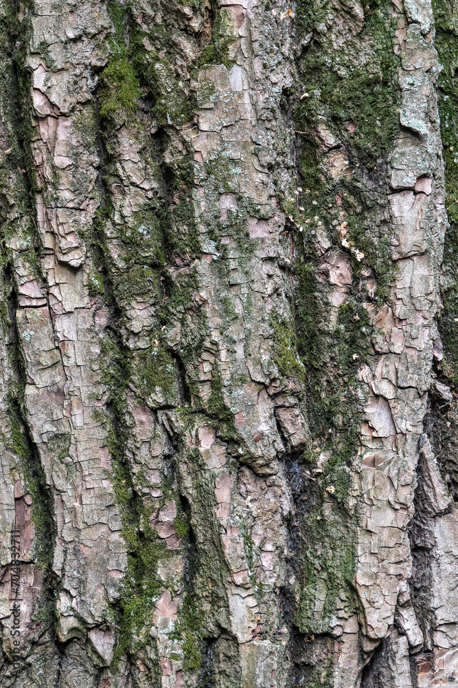 Bark texture and background of a old tree trunk. Detailed bark texture. Bark texture and background of a old tree trunk. Detailed bark texture.