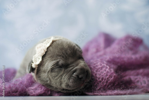 little newborn blue pitbull puppy