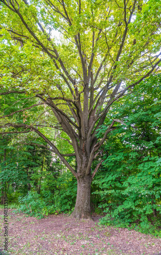 Old big oak tree in summer park