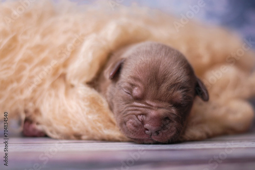 little newborn chocolate pitbull puppy