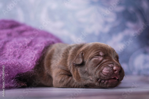 Fototapeta Naklejka Na Ścianę i Meble -  little newborn chocolate pitbull puppy